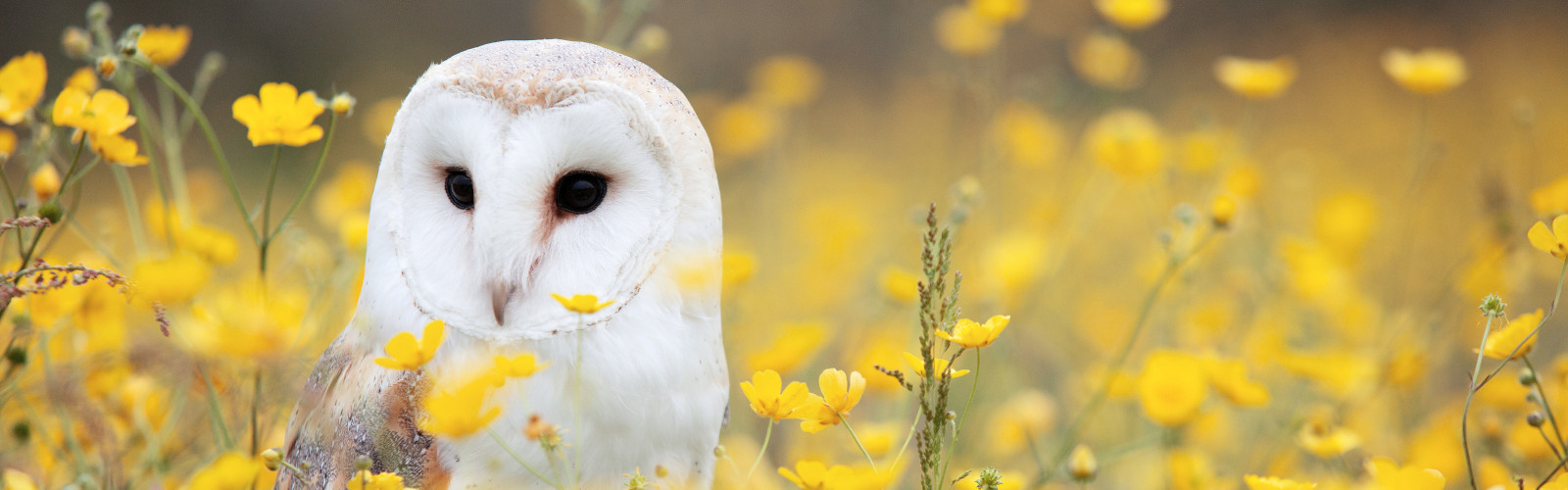 An owl sitting in a field of flowers